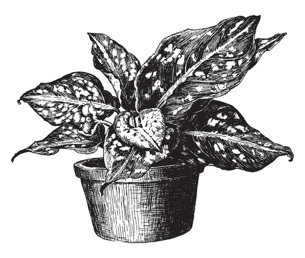 Aglaonema Costatum Est Genre Plante Fleurs Ses Feuilles Sont Vert — Image vectorielle