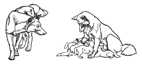Frères Mowgli Cette Photo Montre Loup Nourrissant Quatre Bébés Loups — Image vectorielle