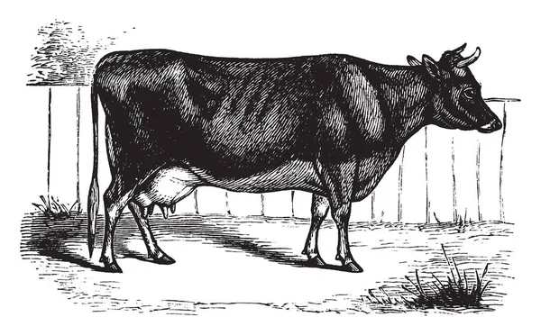 泽西牛是一个小品种的奶牛 老式线画或雕刻插图 — 图库矢量图片
