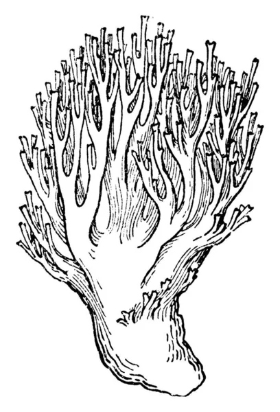 Bild Coral Svampen Flesta Clavarioid Svampar Har Enkel Eller Förgrenad — Stock vektor