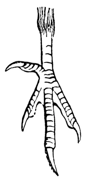 Kaki Burung Ukiran Gambar Vintage Sejarah Alam Hewan 1880 - Stok Vektor