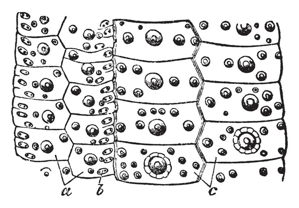 Echinus Gracilis Género Erizos Mar Dibujo Línea Vintage Ilustración Grabado — Archivo Imágenes Vectoriales