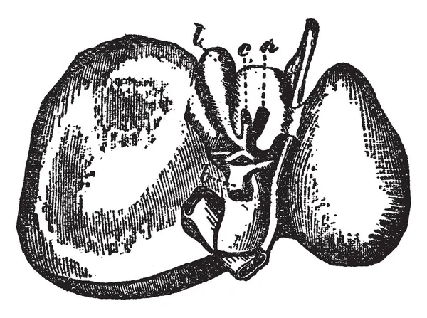 Este Diagrama Representa Hígado Dibujo Línea Vintage Ilustración Grabado — Archivo Imágenes Vectoriales
