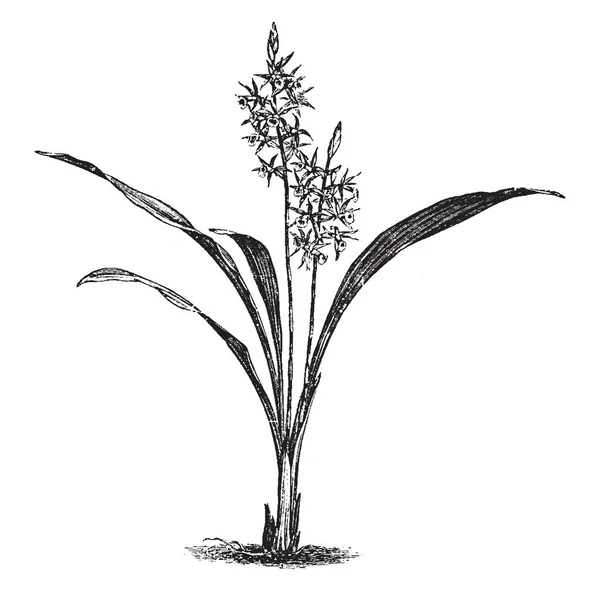 Phaius Grandifolius 的照片 花是棕色的内侧和白色的外面 是三至四英寸长 复古线条画或雕刻插图 — 图库矢量图片