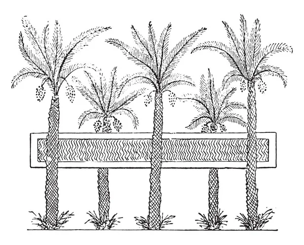 Єгипетський Саду Ставком Vintage Вигравірувані Ілюстрації Приватне Життя Сім Стародавньої — стоковий вектор