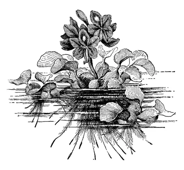 Pflanzenbild Vektorillustration — Stockvektor