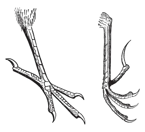 这个插图代表典型的雀形目鸟脚 复古线条画或雕刻插图 — 图库矢量图片