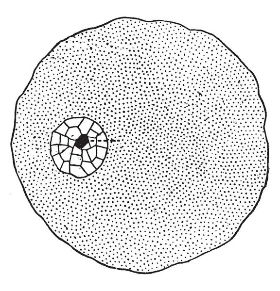 在一般情况下 我们可以把细胞描述成一个微小的果冻 在这种果冻中 另一个更小的质量 成分略有不同 年份画或雕刻插图 — 图库矢量图片