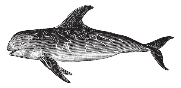 瑞索海豚是唯一的物种在品种的海豚属 复古线画或雕刻插图 — 图库矢量图片
