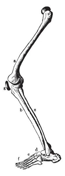 Deze Afbeelding Vertegenwoordigt Leg Botten Vintage Lijntekening Gravure Illustratie — Stockvector