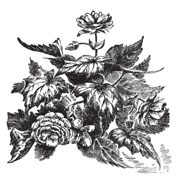 海棠球根是生长最广的类型花卉 是浓密的花卉植物 花有许多花瓣层 复古线条画或雕刻插图 — 图库矢量图片