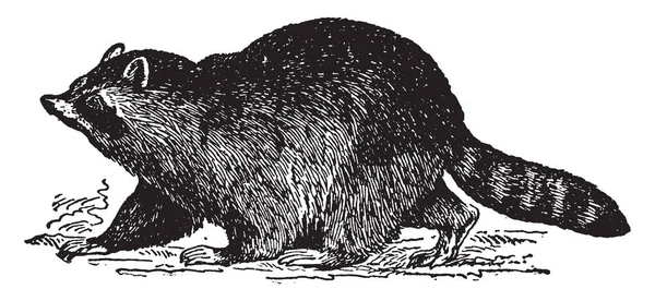 Procyon Lotor Raccoon Bellissimo Animale Disegno Linea Vintage Incisione Illustrazione — Vettoriale Stock
