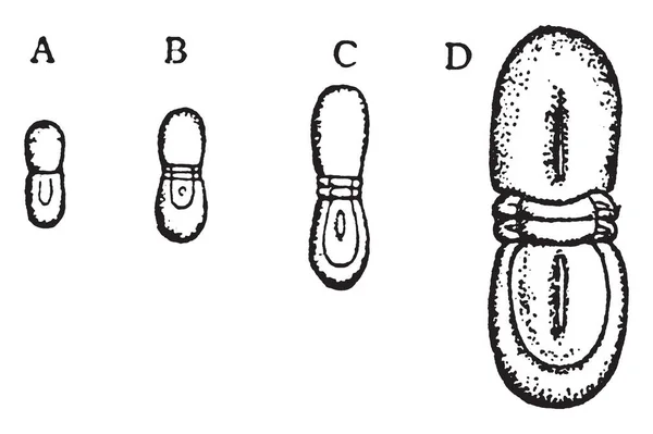 Agnostus Nudus Est Genre Trilobites Agnostides Qui Vivaient Pendant Cambrien — Image vectorielle