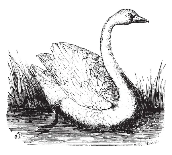 Cisne Vintage Gravada Ilustração História Natural Dos Animais 1880 —  Vetores de Stock