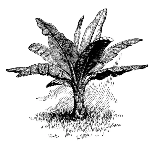 Imagen Planta Ilustración Vectorial — Vector de stock