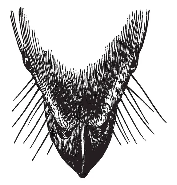 Denna Illustration Representerar Fågel Näbb Vintage Linje Ritning Eller Gravyr — Stock vektor