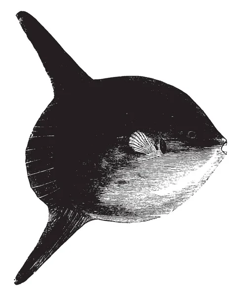 Korte Sunfish Verkrijgt Een Enorme Omvang Vintage Lijntekening Gravure Illustratie — Stockvector