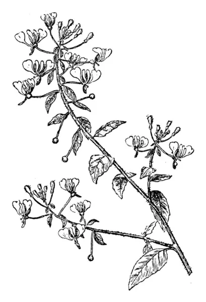 Цветущая Ветвь Лопеции Альбифлоры Белые Цветы Листья Чередуются Стеблю Рисунку — стоковый вектор