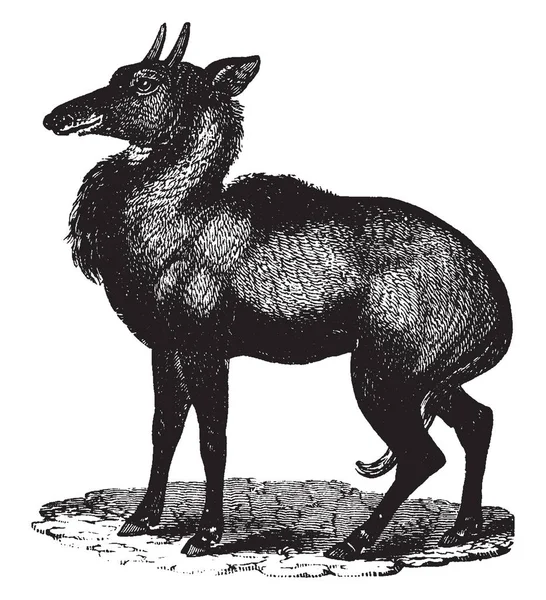 Nil Ghau Který Také Známý Jako Blue Antilope Vintage Kreslení — Stockový vektor