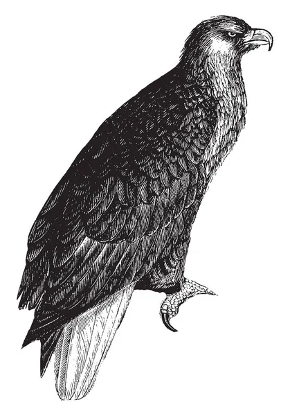 American Sea Eagle Con Immenso Vigore Muscolare Disegno Linea Vintage — Vettoriale Stock