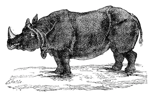 Rinoceronte Rinoceronte Ilustração Gravada Vintage História Natural Dos Animais 1880 —  Vetores de Stock
