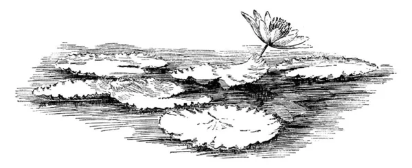 Цветок Плавающий Над Водой Вокруг Которого Много Листьев Форме Колеса — стоковый вектор