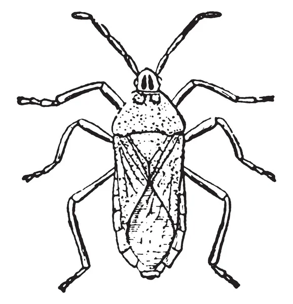 Puzza Bug Secernere Odore Disgustoso Due Ghiandole Sul Torace Disegno — Vettoriale Stock