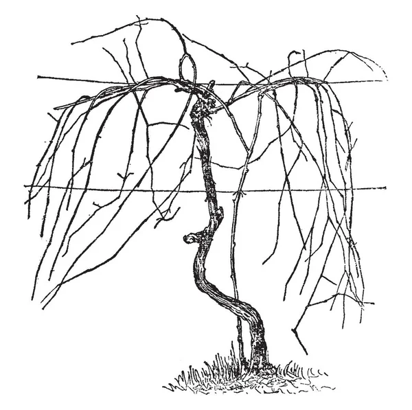 Illustration Represents Unpruned Vine According Umbrella System System Also Called — Stock Vector