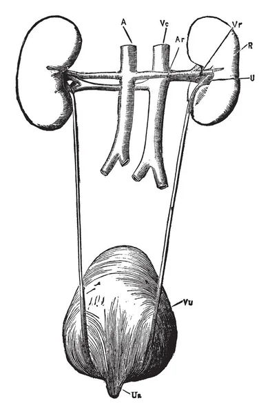 Illustration Represents Renal Organs Viewed Vintage Line Drawing Engraving Illustration — Stock Vector