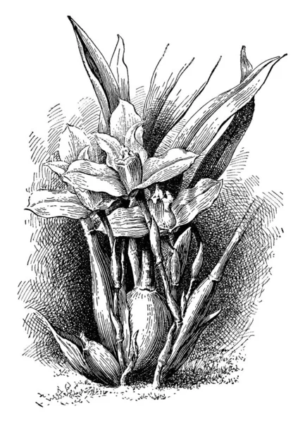 Этой Фотографии Изображен Цветок Названием Mascelariya Grandiflora Который Находится Перу — стоковый вектор