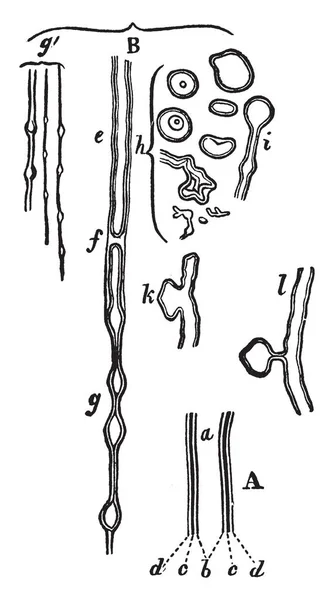 Tubules 빈티지 드로잉 그림을 나타냅니다 — 스톡 벡터