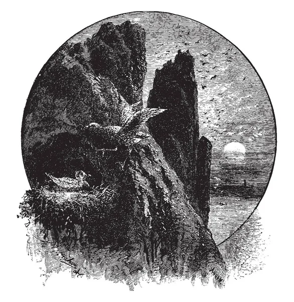 Fulmar Nest 通常是眼睛前面的黑点 复古线条画或雕刻插图 — 图库矢量图片