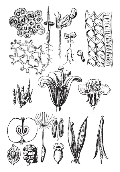 Órganos Vegetales Ilustración Grabada Vintage Vie Dans Nature 1890 — Vector de stock