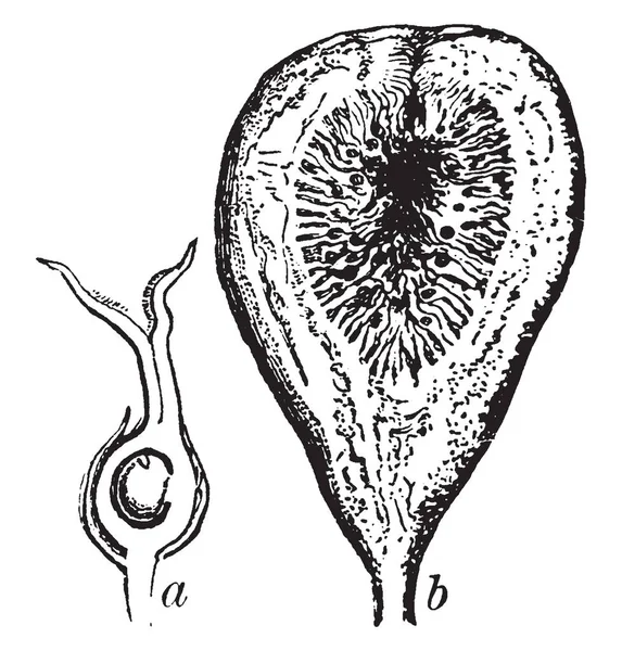 Frutto Dell Albero Fico Dopo Taglio Disegno Linee Vintage Illustrazione — Vettoriale Stock