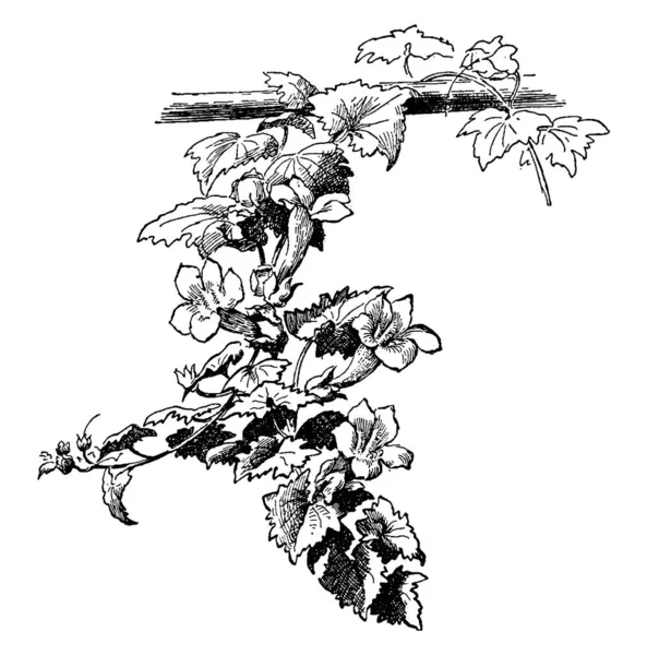 Immagine Dei Rami Maurandia Lophospermum Generalmente Questi Punteggiato Fuori Rosa — Vettoriale Stock