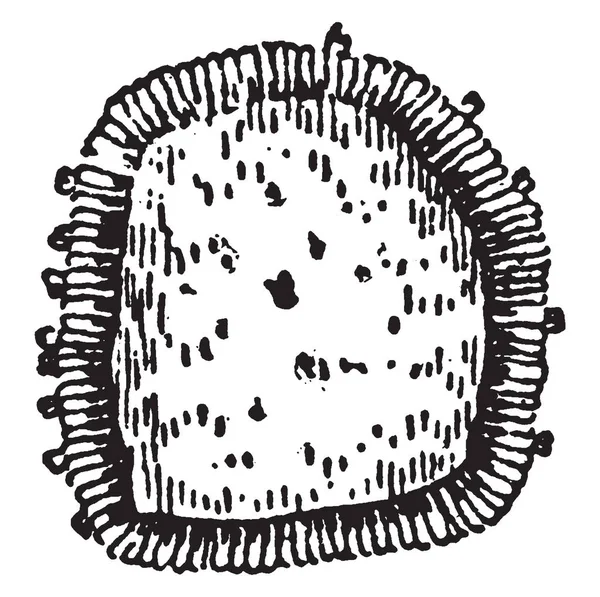 Tento Rámec Stromovou Strukturu Názvem Chléb Ovoce Květina Názvem Nuneros — Stockový vektor