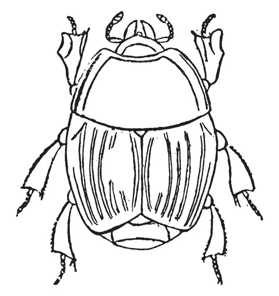 Hister Beetle Pokryw Skrzydło Odciąć Się Prosto Vintage Rysowania Linii — Wektor stockowy