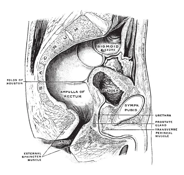 Bu resimde erkek Pelvis, vintage çizgi çizme veya oyma illüstrasyon temsil eder..