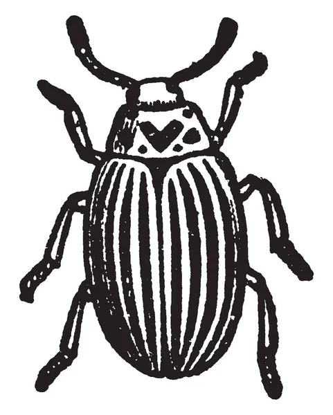 コロラド州カブトムシは最初トーマスと言う ビンテージの線描画や彫刻イラストによって記述されたカブトムシです — ストックベクタ
