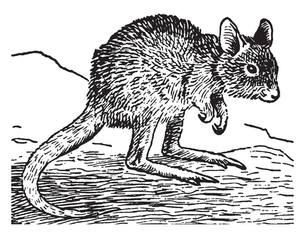 Rata Canguro Una Especie Marsupial Que Encuentra Solo Las Selvas — Archivo Imágenes Vectoriales