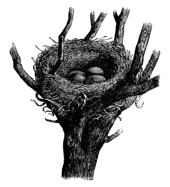 Thrush Nests Vintage Engraved Illustration Vie Dans Nature 1890 — Stock Vector