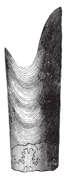 卷壳是软体动物中一种已灭绝的海洋动物属 是一种复古线条画或雕刻插图 — 图库矢量图片