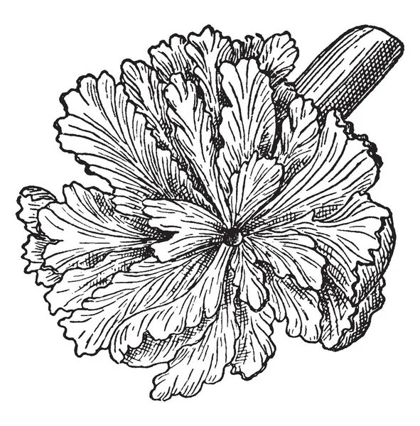 Comúnmente Conocida Como Rosa Madera Una Planta Floreciente Completamente Parasitaria — Archivo Imágenes Vectoriales