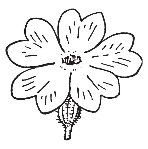 Лепестки Цветов Имеют Форму Сердца Цветке Лепестков Нижняя Часть Цветка — стоковый вектор