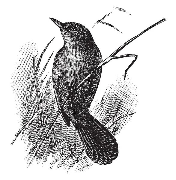 Bush Warbler Lance Empoleirado Pedaço Trigo Desenho Linha Vintage Gravura — Vetor de Stock