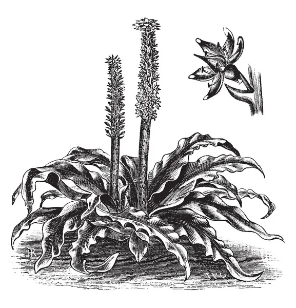 一张图片显示的是 Eucomis Punctata 也被称为菠萝花 它属于芦笋科 原产于南非 花是星形的 绿色和棕色的颜色 复古线画或雕刻插图 — 图库矢量图片