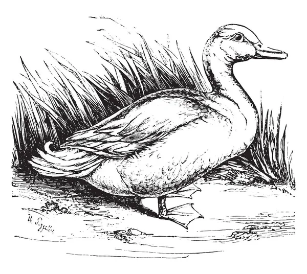 Pato Doméstico Ilustração Gravada Vintage História Natural Dos Animais 1880 — Vetor de Stock