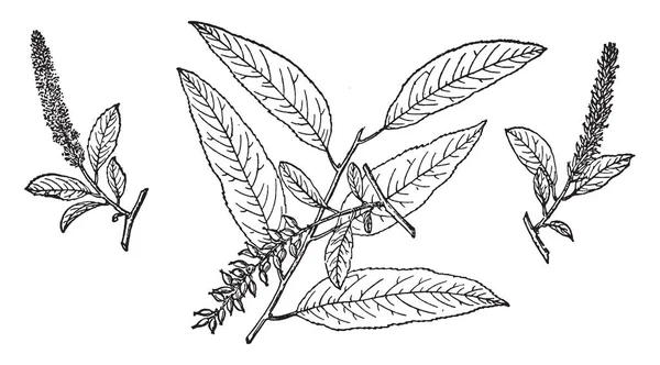 这张图片代表了红色柳树的分支与叶子 芽和花也被称为 Salix Laevigata 它发现在太平洋海岸加利福尼亚 复古线图画或雕刻例证 — 图库矢量图片