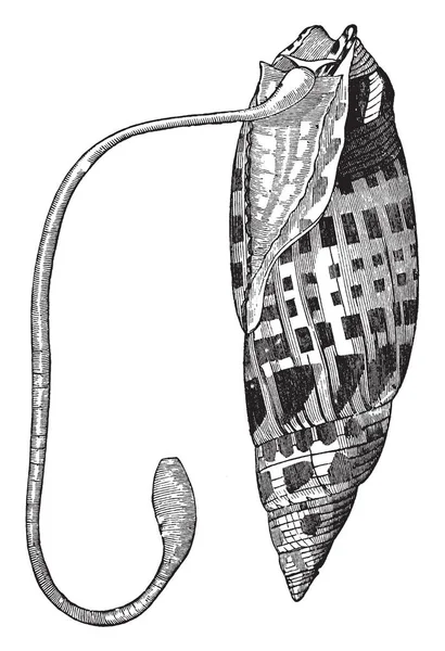 Bishop gönye kabuk çok uzun hortum, vintage çizgi çizme veya oyma illüstrasyon.