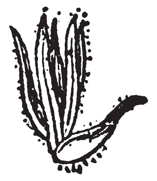 Цій Фотографії Зображено Листя Цієї Рослини Дика Квіткова Рослина Вінтажний — стоковий вектор